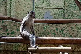 Un mangabey couronné dans sa loge intérieure.