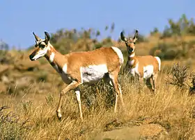 Pronghorn.