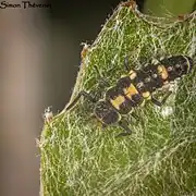 Autre pattern de la larve