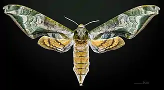 Face dorsale de la femelle MHNT