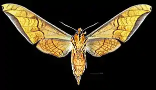 Protambulyx eurycles ♀ △(coll.MHNT)