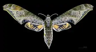 Avers de la femelle (coll.MHNT)