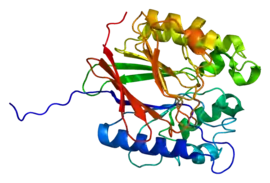 Image illustrative de l’article Phosphatase acide tartrate-résistante