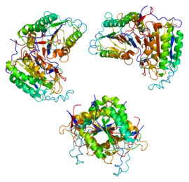 Image illustrative de l’article Caspase 8