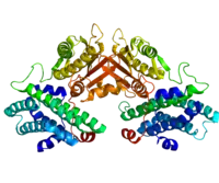 Image illustrative de l’article Pyruvate déshydrogénase kinase