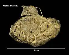 Protelpidia murrayi.