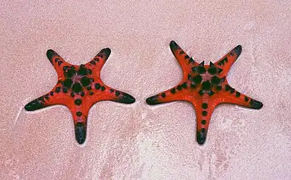 Protoreaster nodosus.