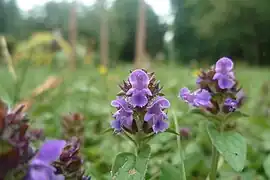 Charbonnière, sur le plateau.