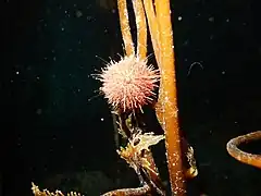 Pseudechinus magellanicus.