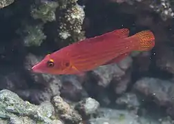 Pseudocheilinus dispilus terminal