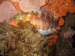 Pseudolabrus guentheri