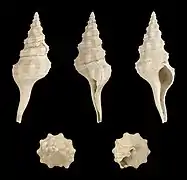 Pseudolatirus bilineatus.