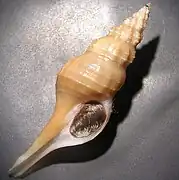 Pseudolatirus discrepans.