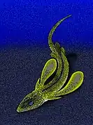 Pseudopetalichthys problematica.