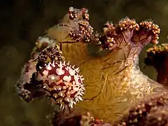 Pseudosimnia sinensis