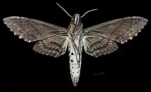 Revers du mâle(coll.MHNT)