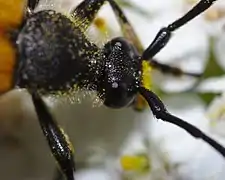 Tête (Eure, France)