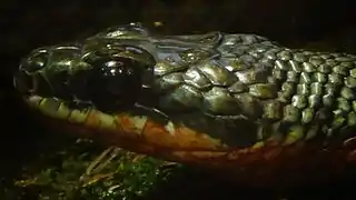 Ménagerie du jardin des plantes - Paris/France