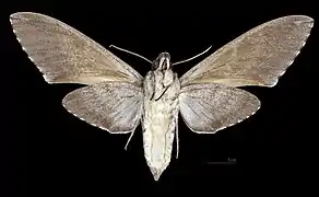 Revers de la femelle (coll.MHNT)