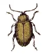 L'altise de la pomme de terre (Psylliodes affinis).