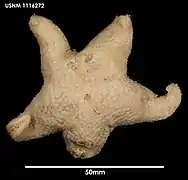 Pteraster affinis (USNM)