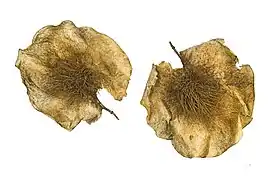 Gousse samaroïde de Pterocarpus angolensis