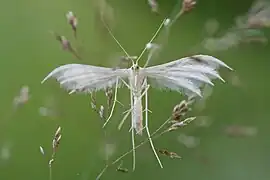 Pterophorus pentadactyla