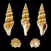 Ptychobela nodulosa (en), un Pseudomelatomidae.