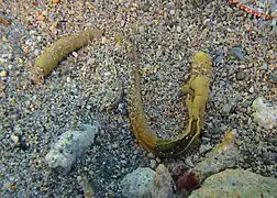 Ptychodera cf. flava