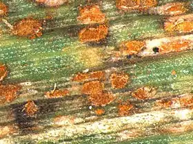 Image illustrative de l’article Rouille naine de l'orge