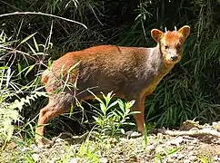 Pudu puda
