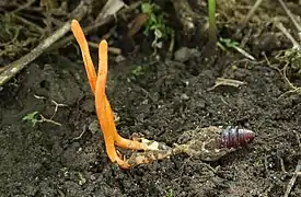 Cordyceps militaris (Sordariomycetes)