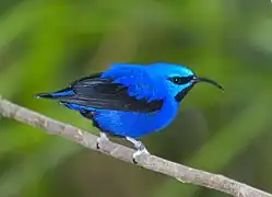 Sucrier pourpre (Cyanerpes caeruleus)