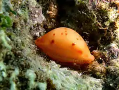 Pustularia bistrinotata