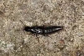 Quedius mesomelinus.