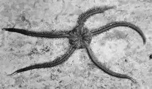 Ophiarachna incrassata