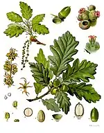 Quercus petraea.