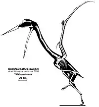 Diagramme du squelette et de la silhouette de Quetzalcoatlus sp.