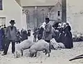 Le marché aux cochons de Quimperlé vers 1900