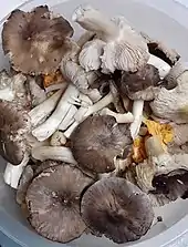 Champignons gris amoncelés