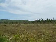 Une tourbière avec une forêt et des montagnes en arrière plan