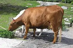 Image illustrative de l’article Rouge de Suède