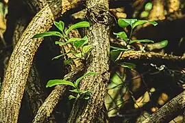 renaissance au brangreweogo