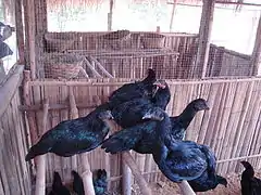 Poules perchées dans un poulailler