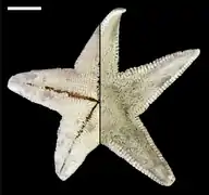 Radiaster elegans