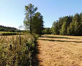 Radziwie (Ciechanów)