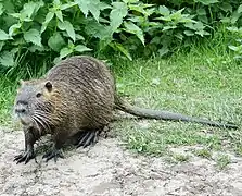  Ragondin vu de trois quarts