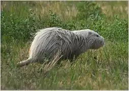 Individu leucistique à Longeville-sur-Mer en Vendée.