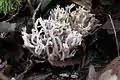 Ramaria rugosa var cinerea