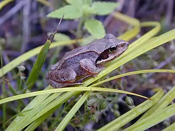 Rana chensinensis dans le sud de Sakhaline.